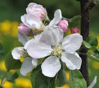 Redfree apple flower